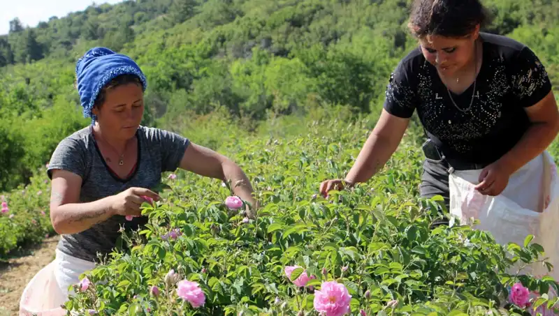 Zirai Don Etkisi: Bu Yılki Tarım Ürünleri Neden Olumsuz Etkilendi?