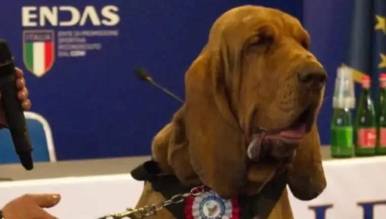 Arama Köpeğine Suikast: Dikkat Çeken Çivili Sosisle Saldırı