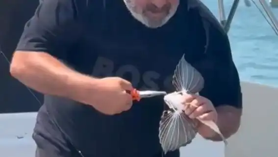 Saros'ta Suyun Derinliklerinde Nadir Kırlangıç Balığı Yakalandı