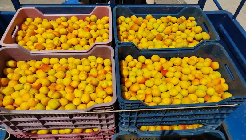 Tarımda Yepyeni Bir Dönem: İlk Hasat 500 TL’ye Satışta!