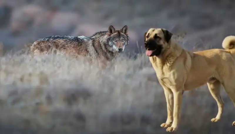 Kangal Köpeğine Talep Patladı: Kurt Popülasyonu Neden Etkiliyor?