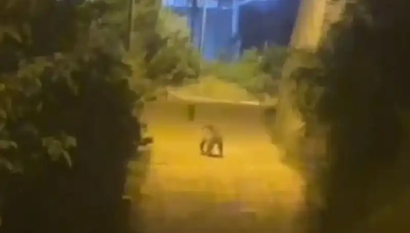 Gümüşhane'de Şehir Merkezine İnen Ayı, Halkı Korkuttu ve Meraklandırdı