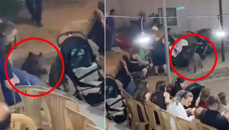 Düğünde Yaban Domuzu Şoku: Misafirler Kaçıştıkça Kaçtı