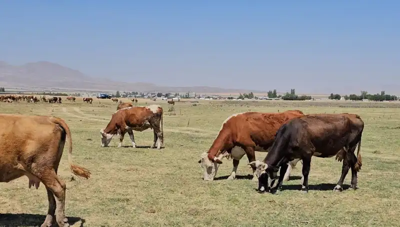 Arin Gölü Kurudu: Bölgede Su Krizi Tırmanıyor, Çiftçiler Etkileniyor
