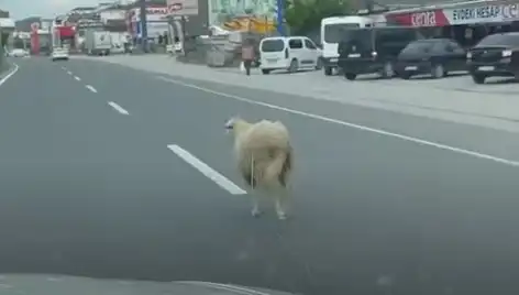 Yalova’da Kaçan Kurbanlıklar, Şehirde Kaotik Anlar Yaşattı!