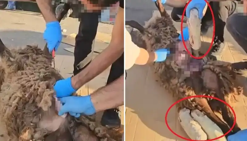 Zehir Tacirlerinin Şok Edici Son Oyunu: Ölü Koyunun Karnında Ne Bulundu?