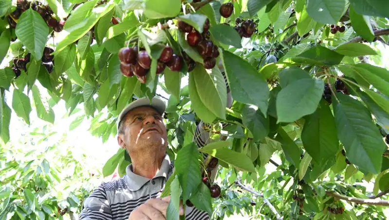 Lapseki Devrinin Görkemi: Çay Bardağına Sığmayan Dev Su Ürünleri