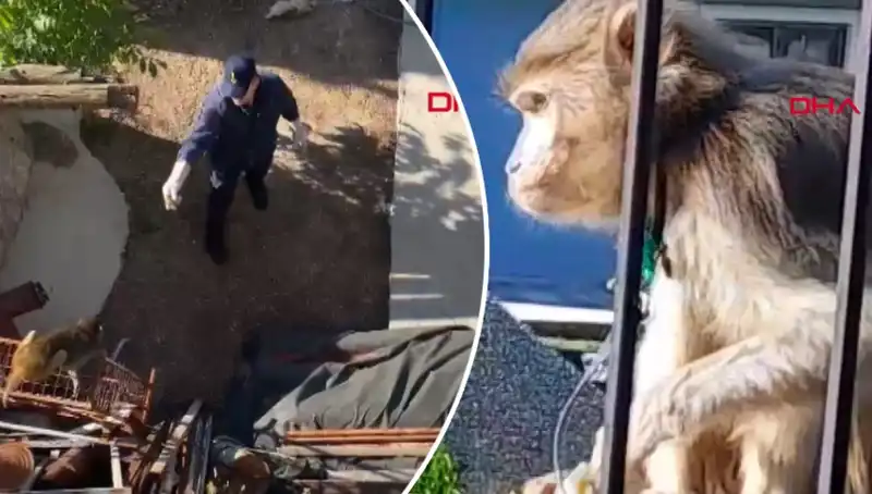 Muğla'da Şehir İçinde Tuhaf Maymun Kovalamacası Yaşandı