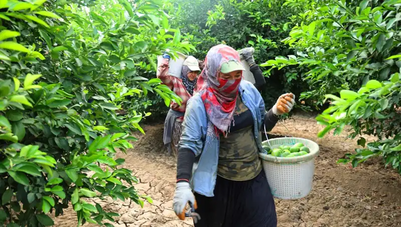 Marketlerdeki Patates Fiyatları Uçuşa Geçti: Yeni Hasat İle Fırsatlar Kapıda