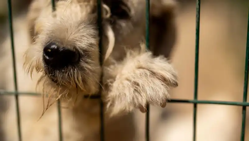İş Stresi, Evcil Hayvanlarımızı da Etkiliyor: Köpeklerdeki Stres Belirtileri