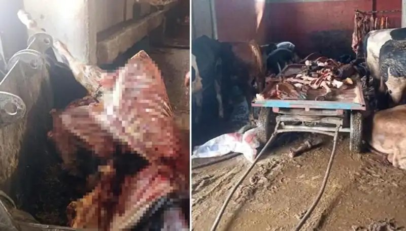 Adana'da 2,5 Ton At Eti Ele Geçirildi, 4 At Kurtarıldı