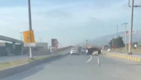 Traffikte Deve Kuşu Sürprizi: Neden ve Nasıl Oldu?