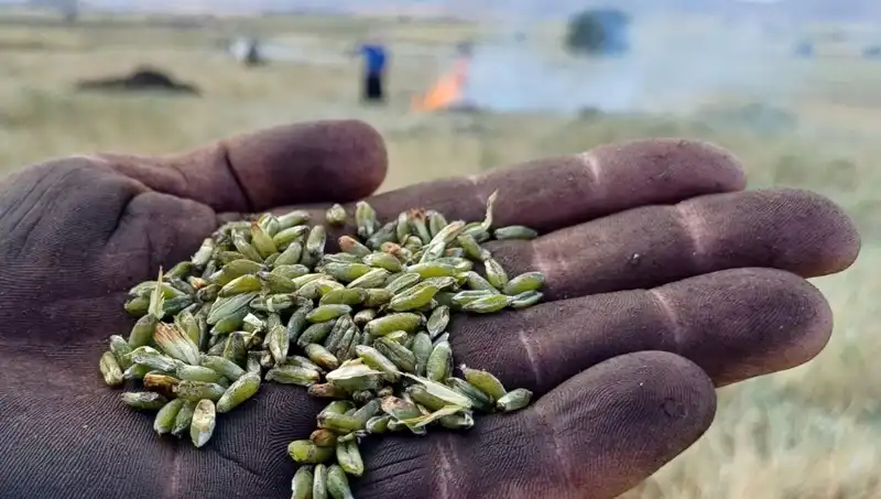 Firik Sezonu Başladı: Türk Mutfağının Nadir Lezzeti