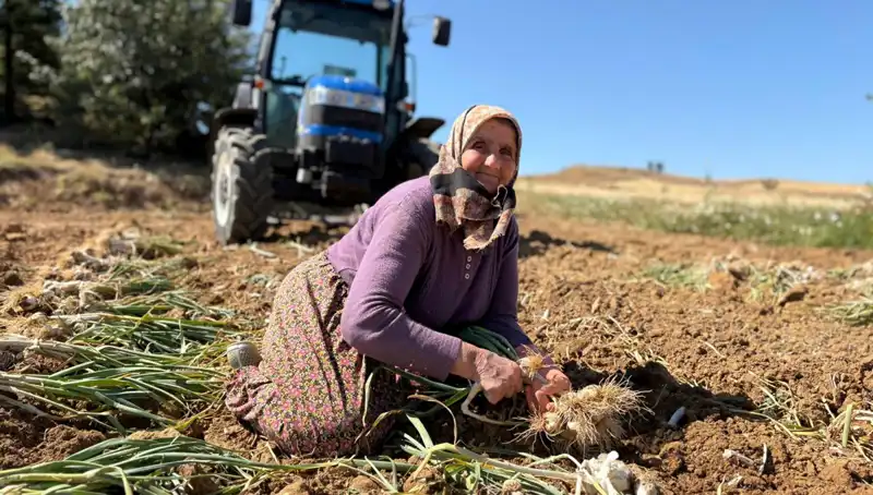 Günlük 1200 Lira Kazandıran Selenyum Zengini Hasat Başladı!