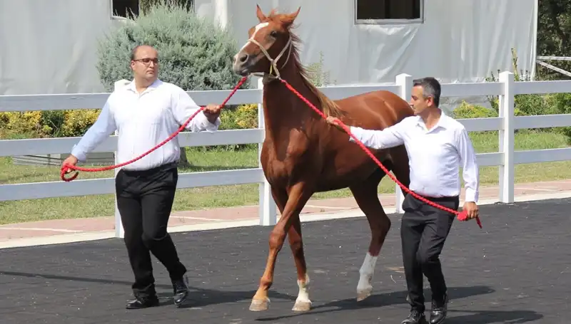 Taşkın Kral Rekorunu Kırarak Halkı Büyüledi: İşte Detaylar