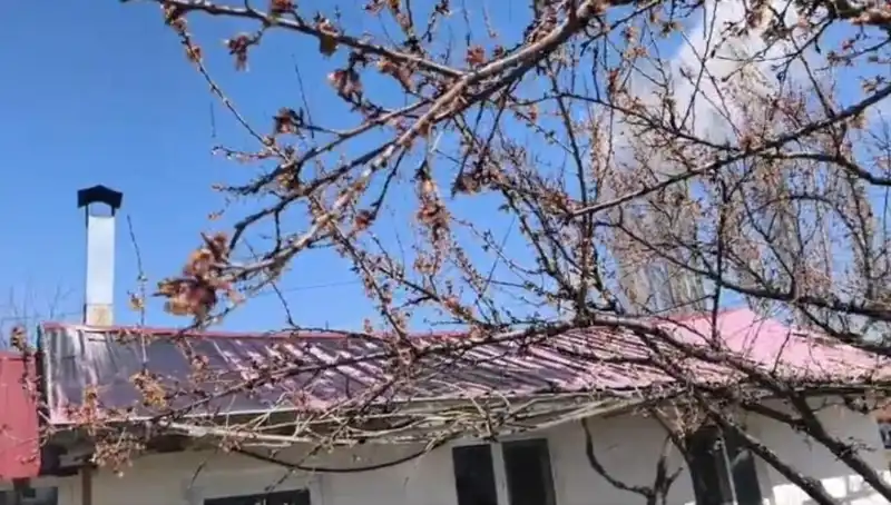 Dondurucu Soğuk Kayısı Hasadını Tehdit Ediyor: Üreticiler Endişeli