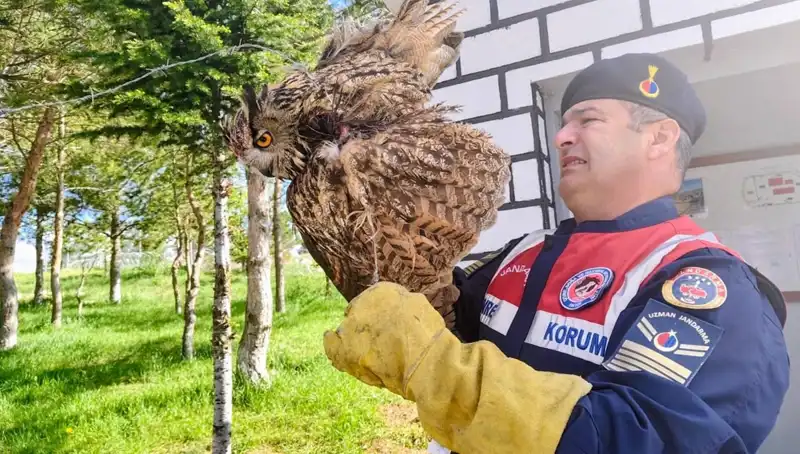 Dikenli Tellere Takılan Puhu Kurtarıldı: Hayat Mücadelesi Başladı
