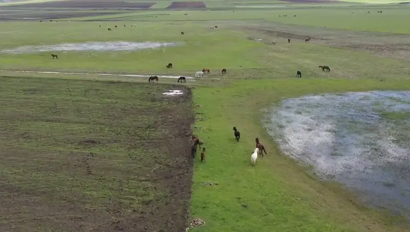Kars'ın Büyüleyici Doğasında Yılkı Atlarının Doğal Yaşamı Keşfedildi