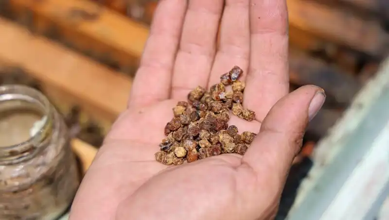 Artık Çöpe Gitmiyor: Yüksek Proteinli Besin 3 Bin TL'den Satılıyor!